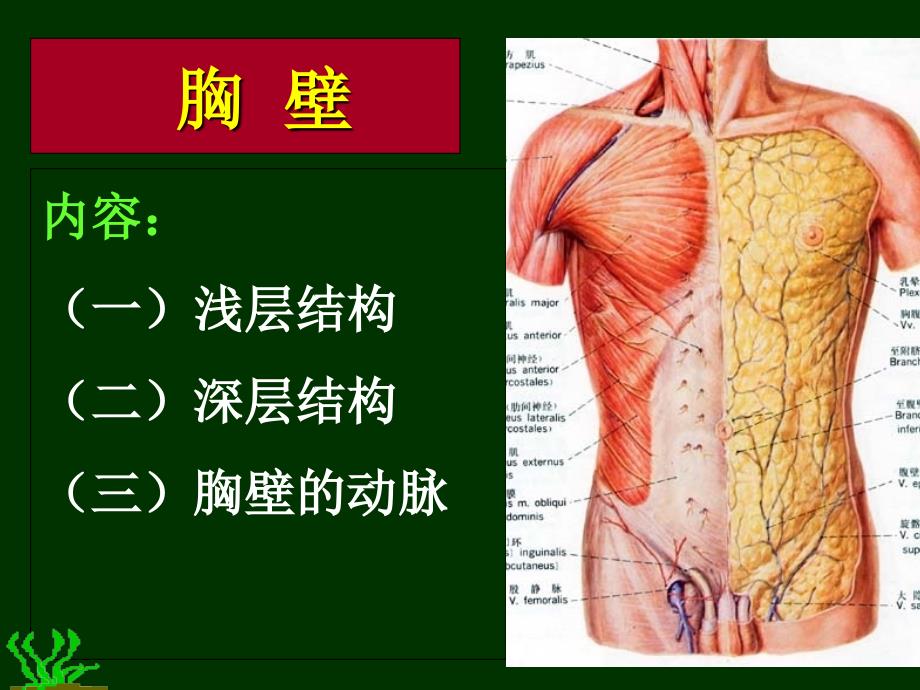 胸部解剖+图谱1培训教材_第3页