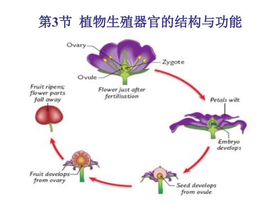 生物 第3节 植物生殖器官的结构和功能讲义教材_第1页