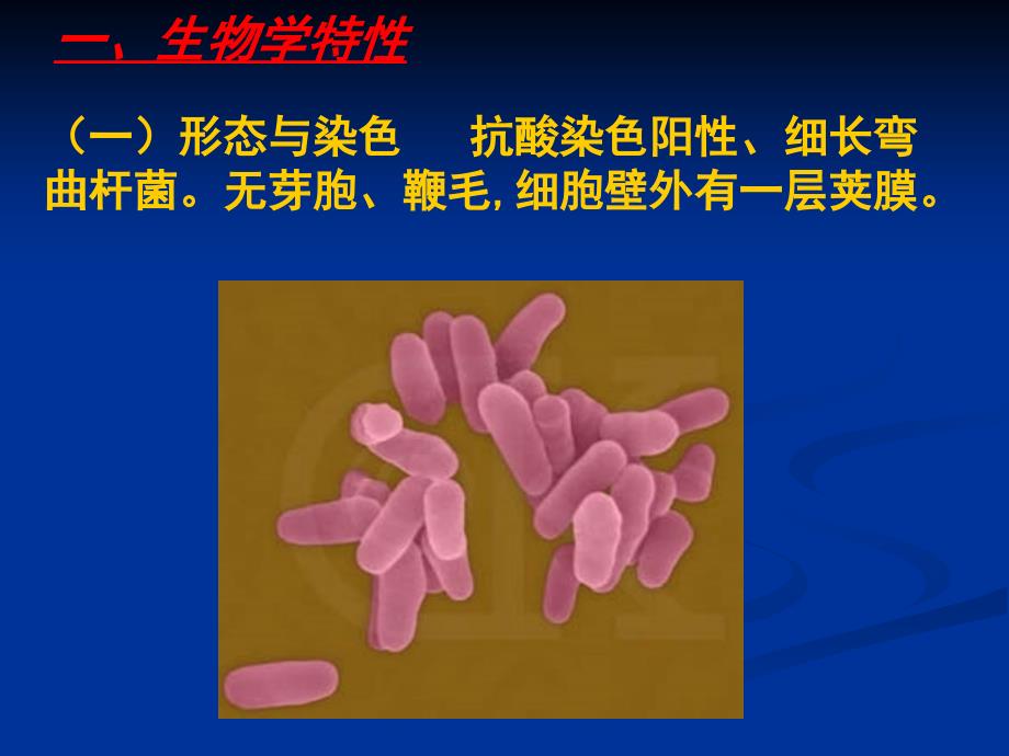 支杆菌属、放线菌属与诺卡菌属教学材料_第4页