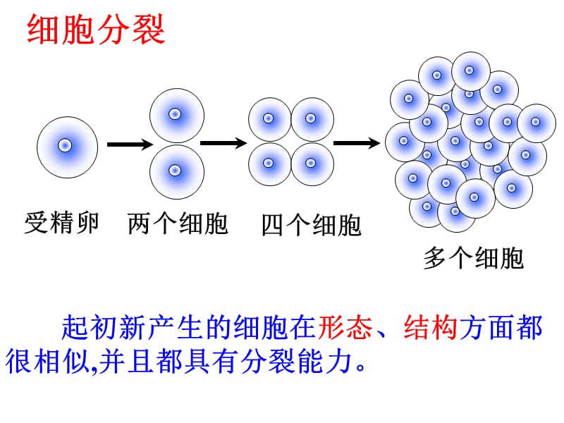 七年级生物动物体的结构层次培训讲学_第3页