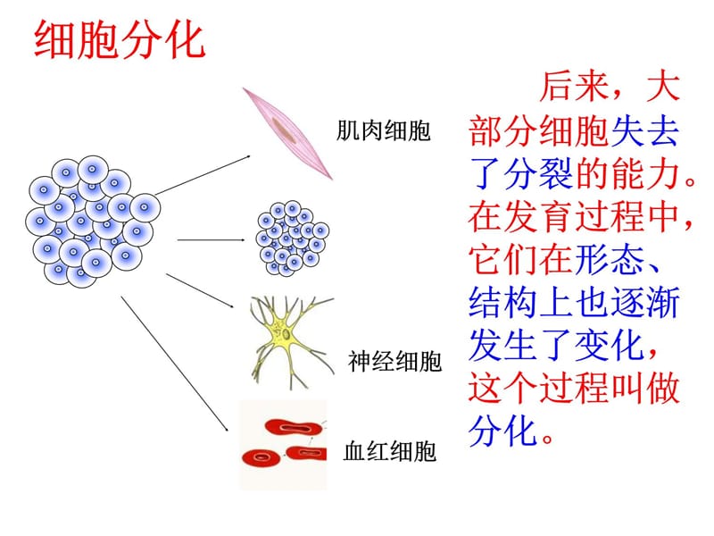 七年级生物动物体的结构层次培训讲学_第5页