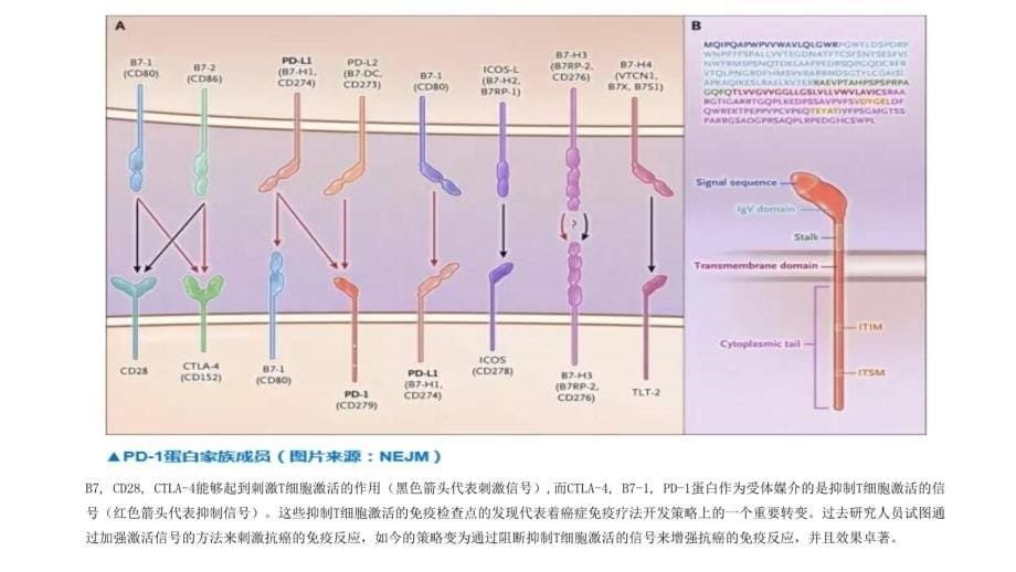 pd-1新免疫疗法讲解材料_第5页