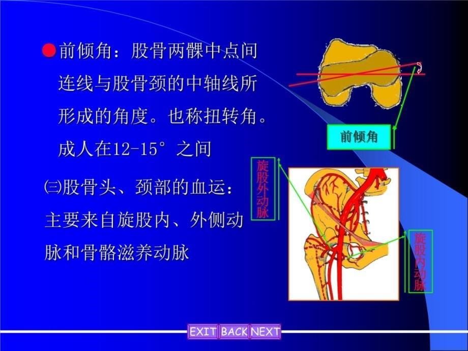 股骨颈骨折3页课件课件教学教材_第5页