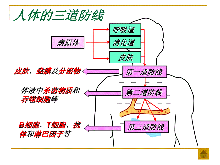 第三章免疫系统和免疫功能幻灯片资料_第3页