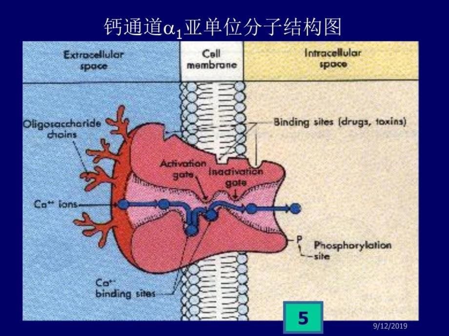 药理学——第10章 肾上腺素受体激动药教学案例_第5页