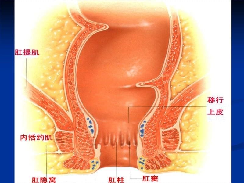 直肠肛管解剖及检查培训资料_第5页