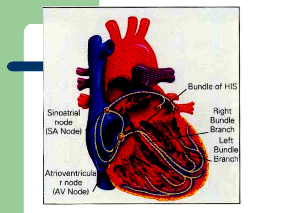 心律失常(Arrhythmia)教学材料_第4页