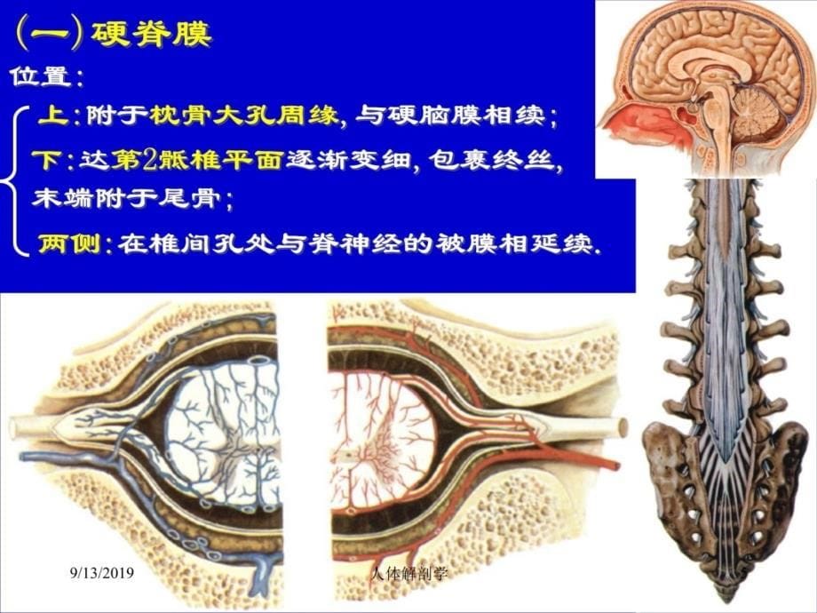 脑和脊髓的被膜、脑脊液及血管教程教案_第5页