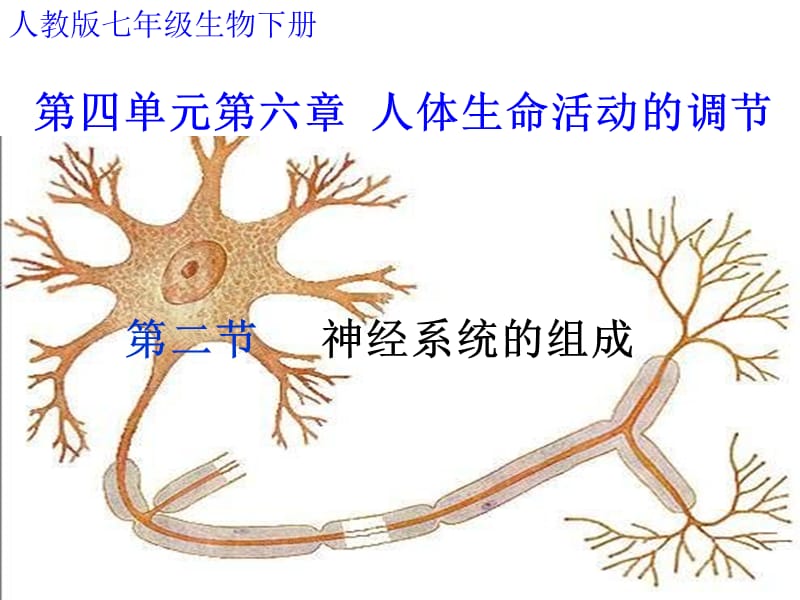 七年级生物下册神经系统的组成课件人教新课标版 (1)教学讲义_第1页