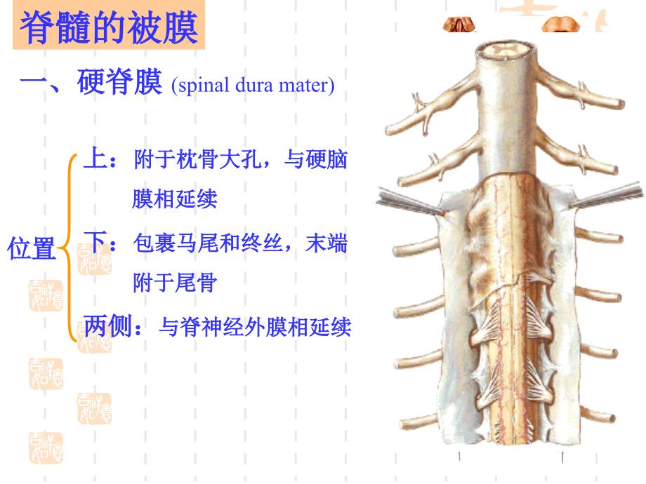 脑血管、被膜及脑脊液幻灯片资料_第4页