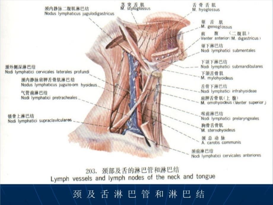 浅表淋巴结的超声诊断培训教材_第5页