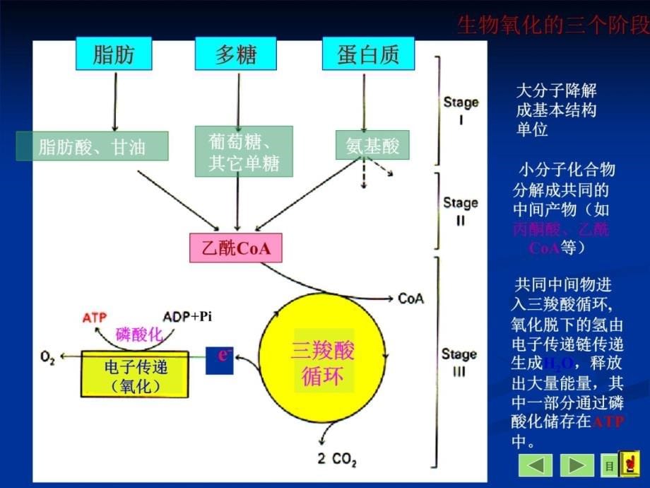 物质代谢的相互调节和联系培训讲学_第5页