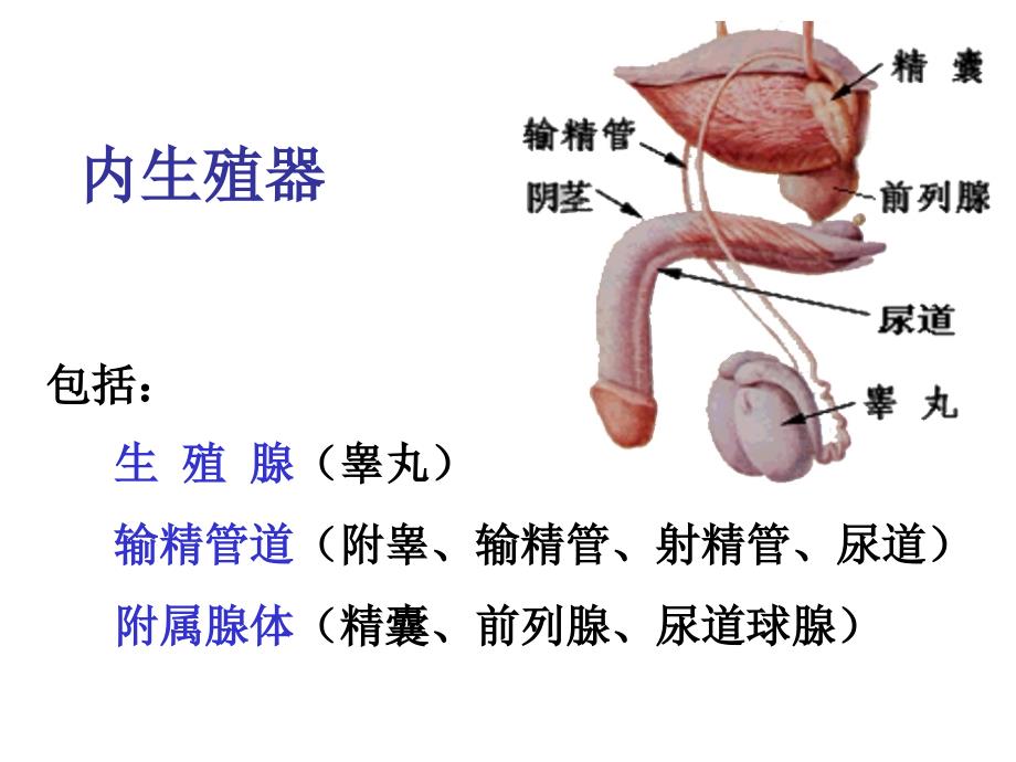 男女生殖系统.腹膜知识课件_第4页