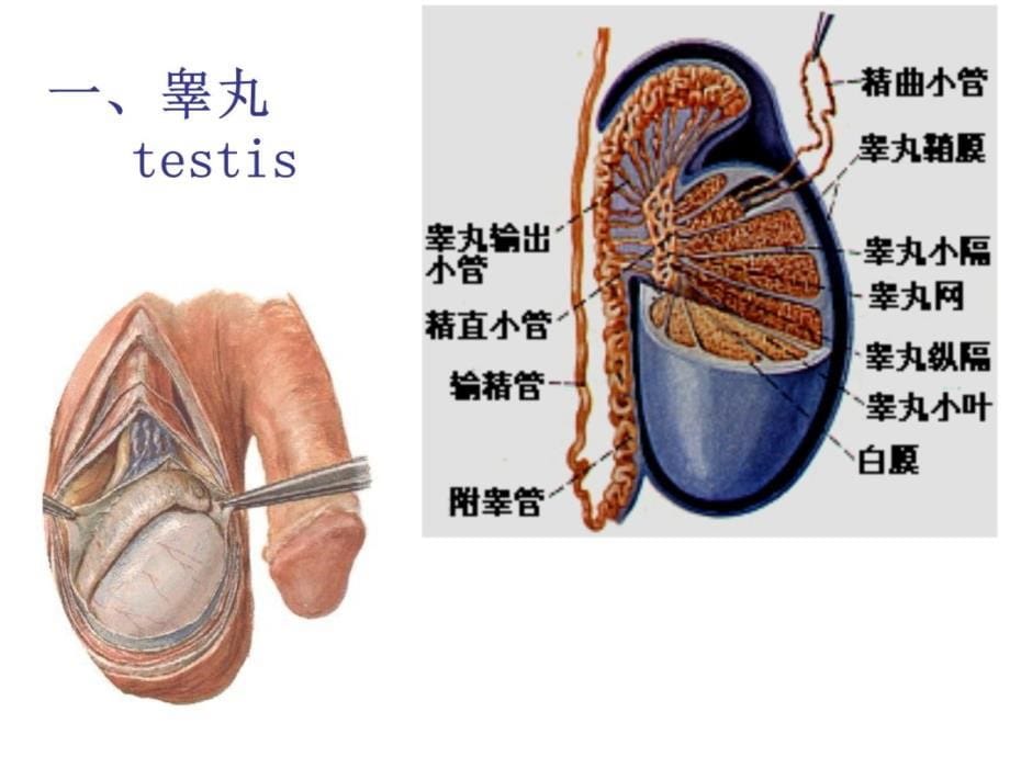 男女生殖系统.腹膜知识课件_第5页