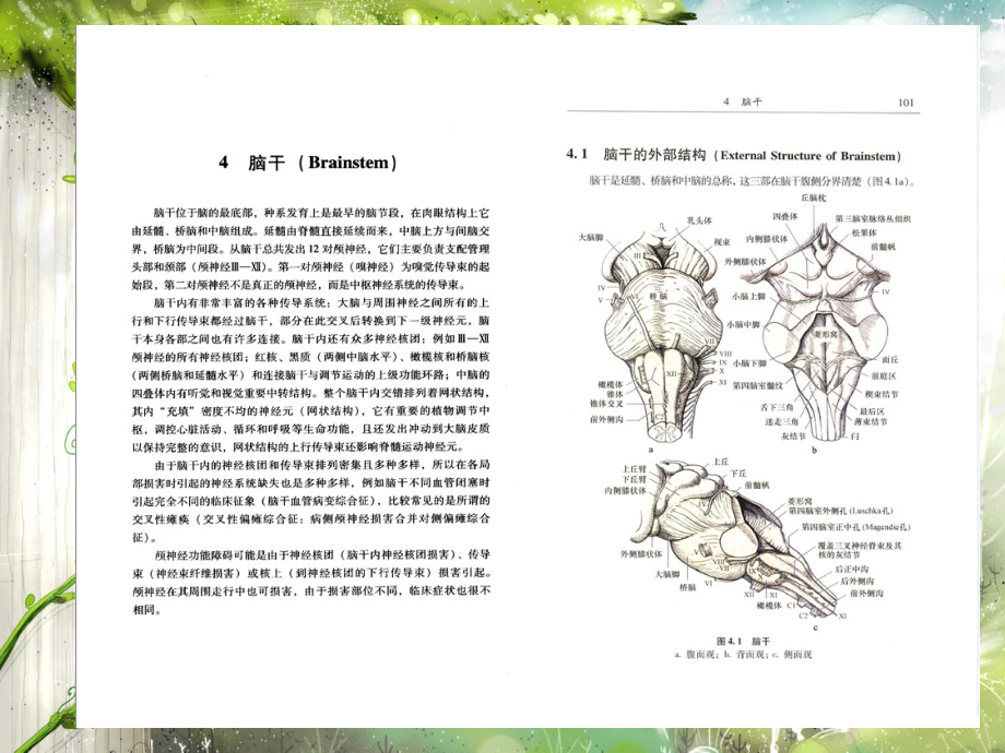 神经系统疾病定位诊断学04研究报告_第1页