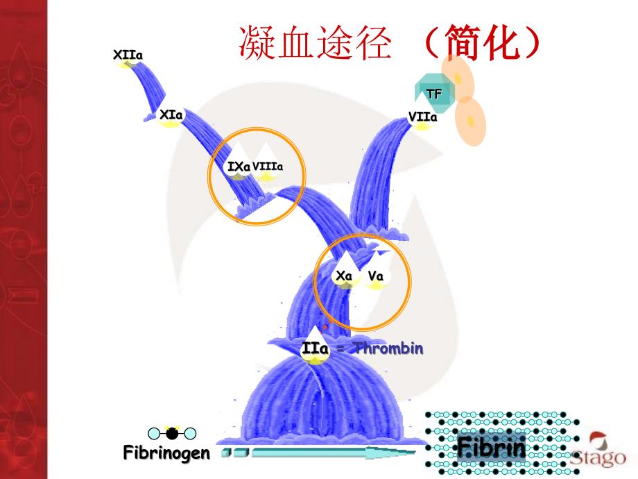 血凝基础理论培训讲学_第4页