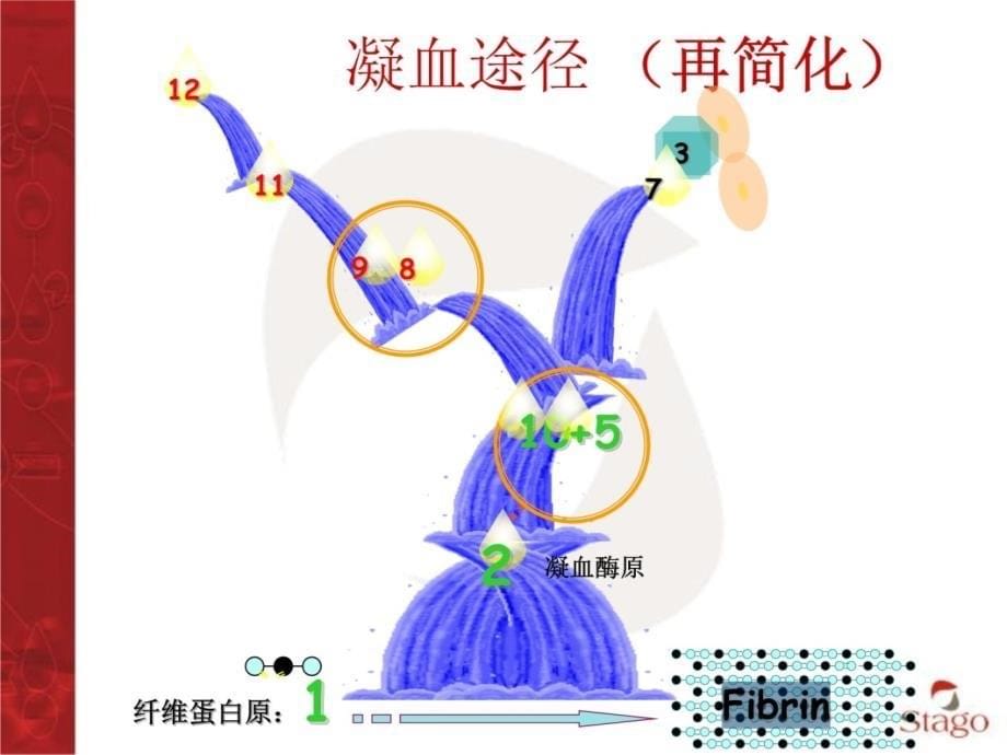 血凝基础理论培训讲学_第5页