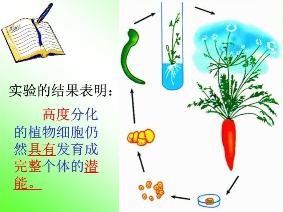 细胞的分化国兴中学张贤芳培训教材_第5页