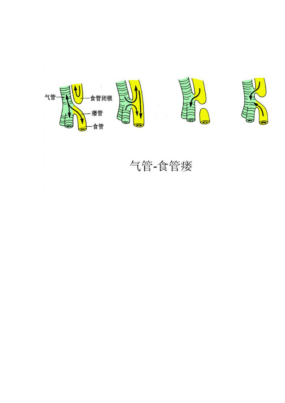 (组织设计）最新组织学与胚胎学图谱标注_第3页