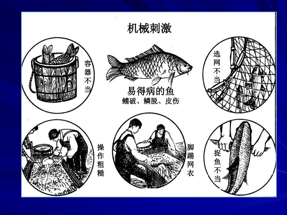 水产动物疾病学复习教学教案_第3页