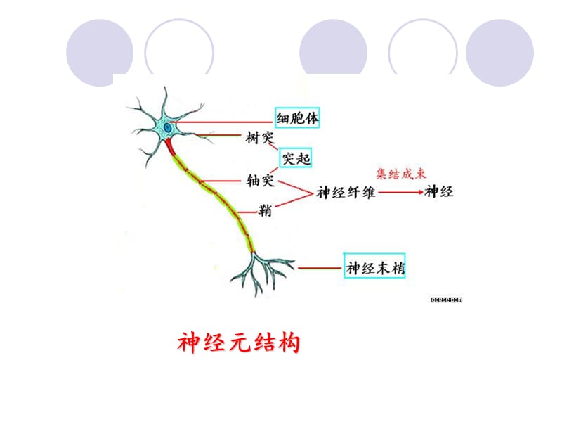 人教版教学课件安徽省-学年高二生物《21通过神经系统的调节》课件(人教版必修3)培训资料_第3页