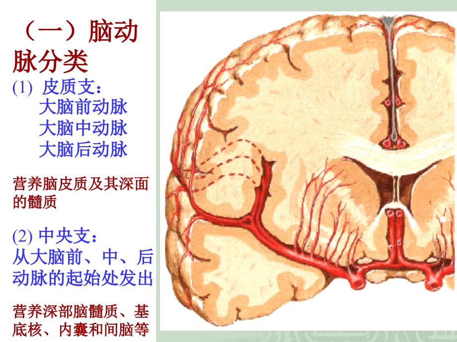 脑与脊髓的血管教材课程_第3页
