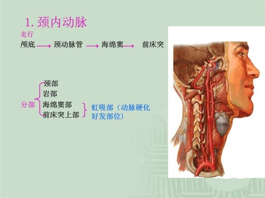 脑与脊髓的血管教材课程_第5页