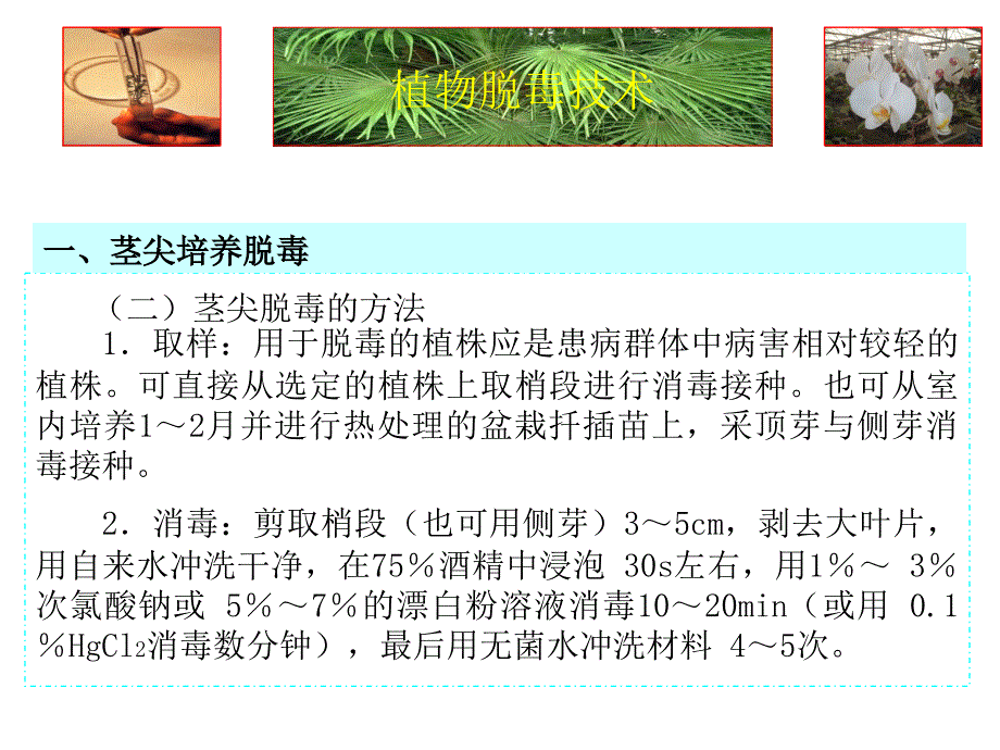 茎尖培养脱毒技术培训资料_第4页