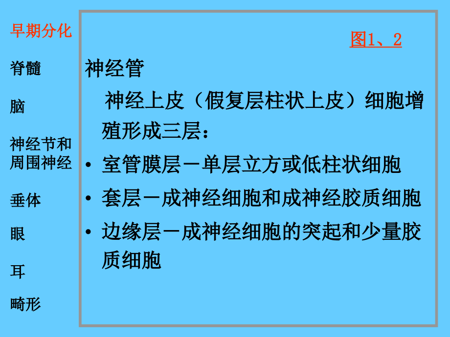 神经系统和眼耳的发生培训教材_第3页