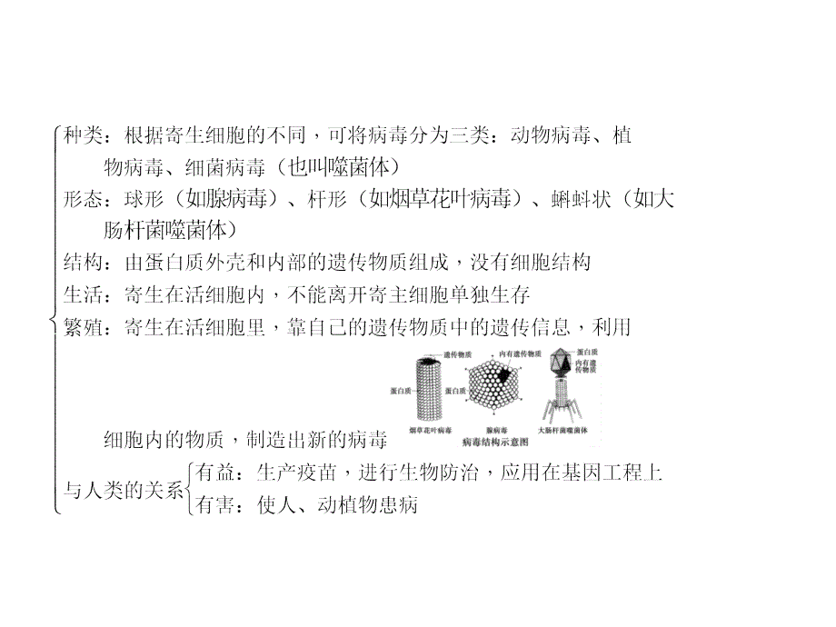 2016中考精英总复习生物习题课件第五章病毒_第3页