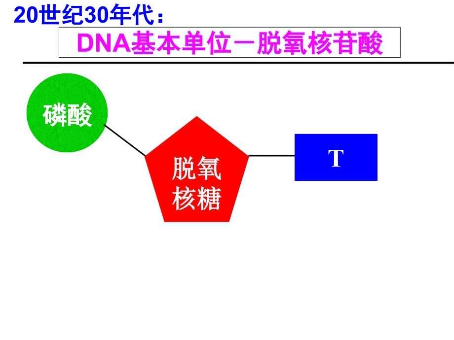 DNA是主要的遗传物质PPT_第5页