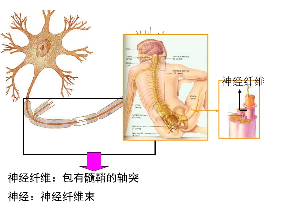 2.1《通过神经系统的调节》课件陈秀锋知识讲解_第4页