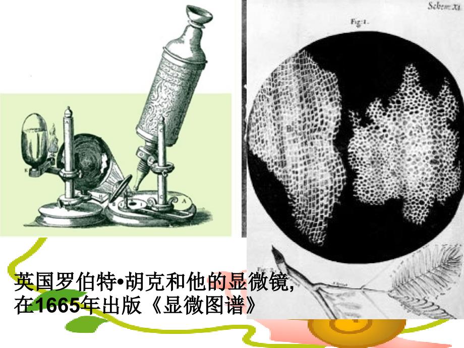 2.1.1练习使用显微镜-课件说课讲解_第4页