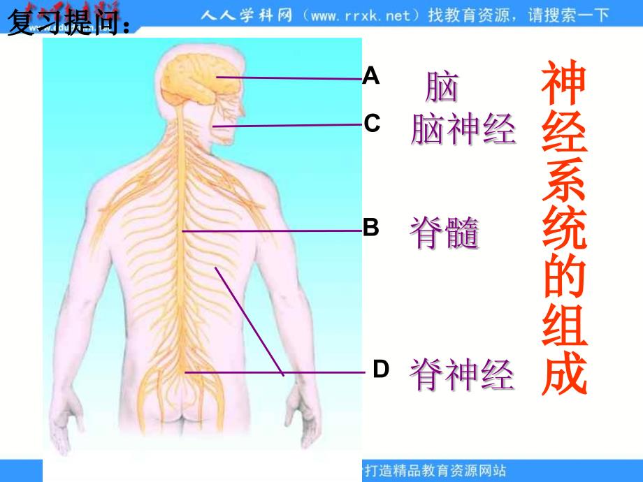 济南版《神经调节的基本结构》_第2页