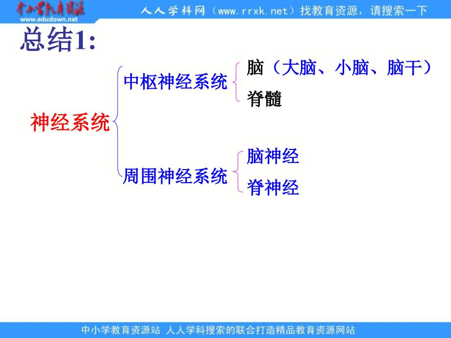 济南版《神经调节的基本结构》_第3页