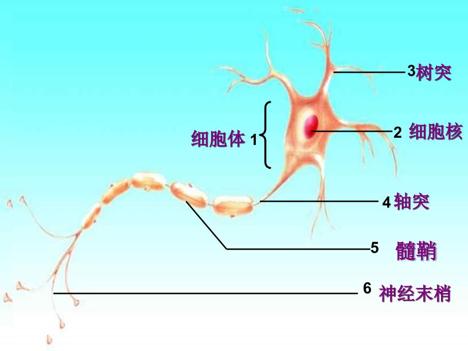 济南版《神经调节的基本结构》_第4页