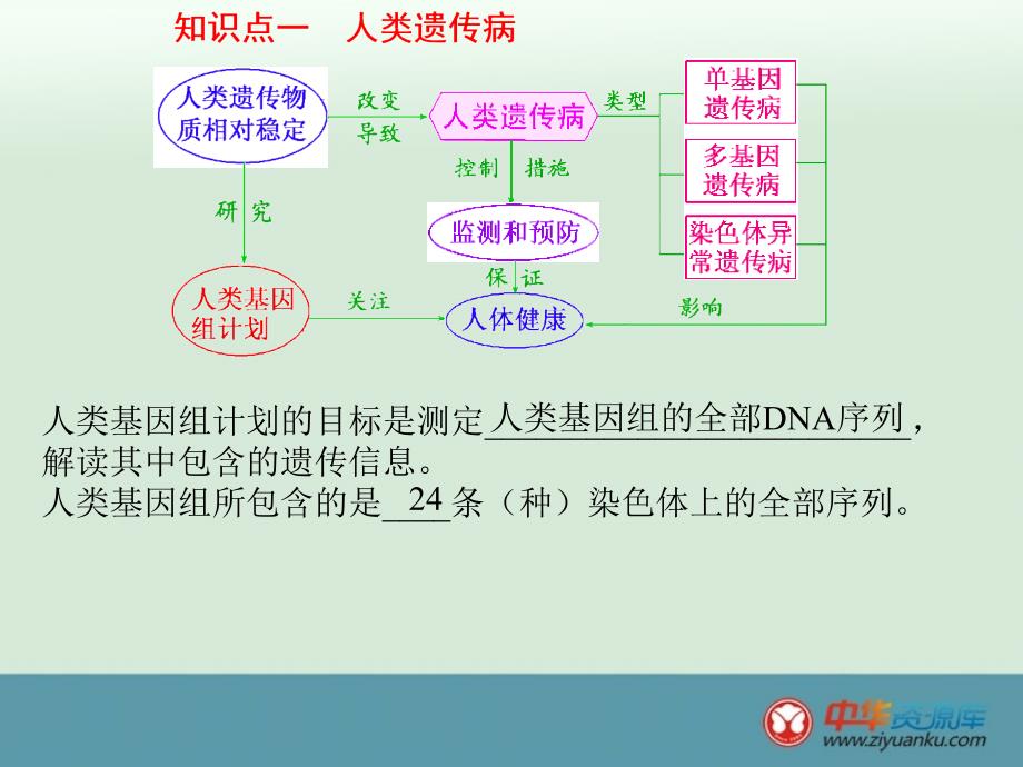 2016届湖南长沙高三生物一轮复习课件：人类遗传病与生物育种(人教版)_第4页