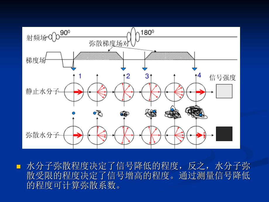 DWI和ADC原理及应用_第3页