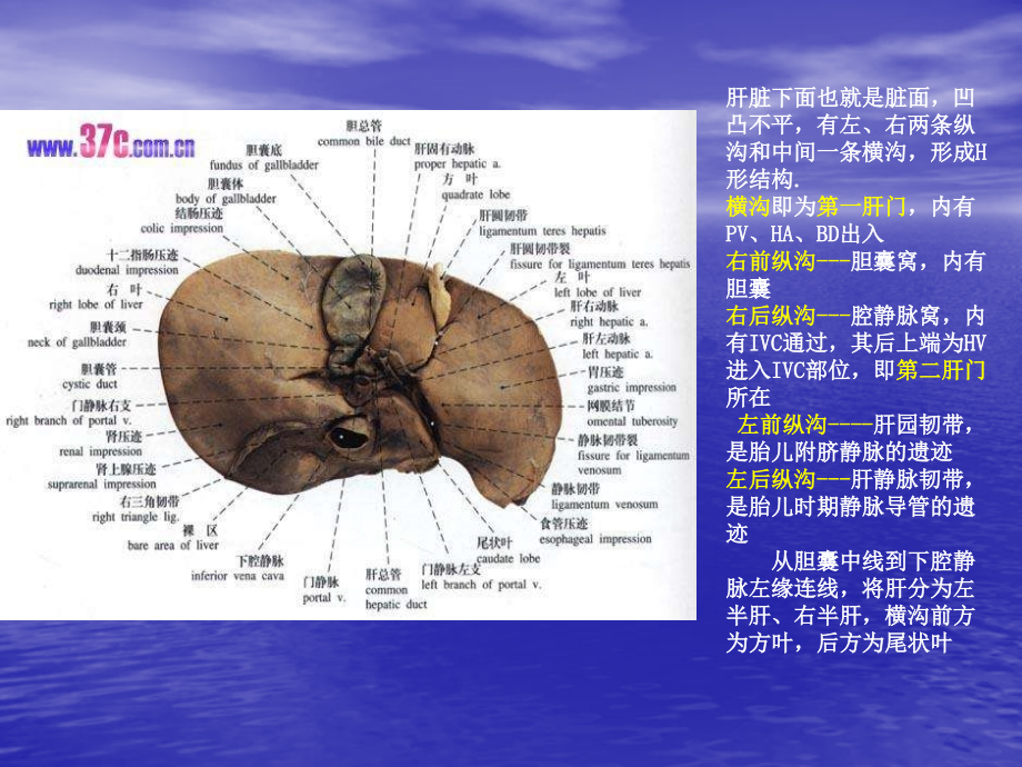 超声诊断-肝脏课件_第4页