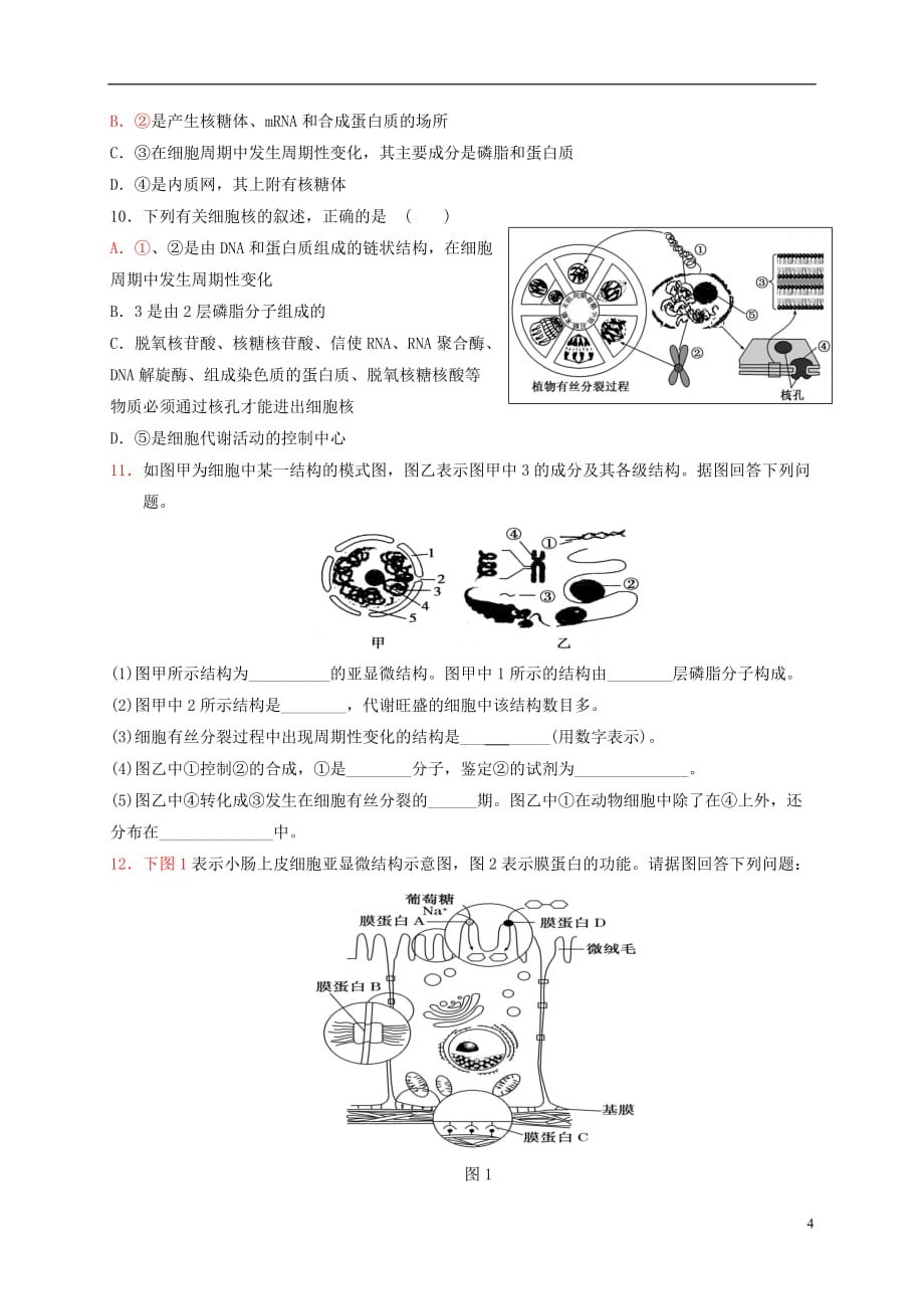 山东省乐陵市第一中学高三生物细胞核复习学案_第4页