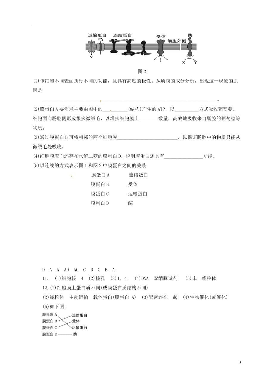 山东省乐陵市第一中学高三生物细胞核复习学案_第5页