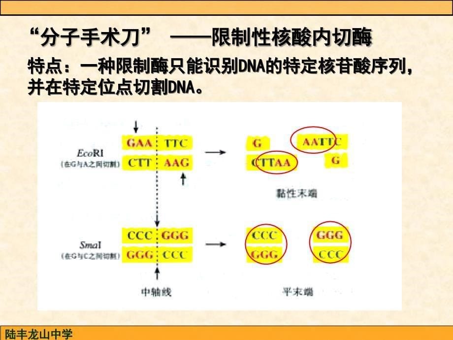 DNA重组技术的工具(公开课)_第5页