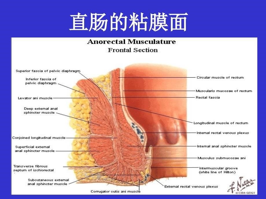 结直肠肛管疾病课件(1)_第5页