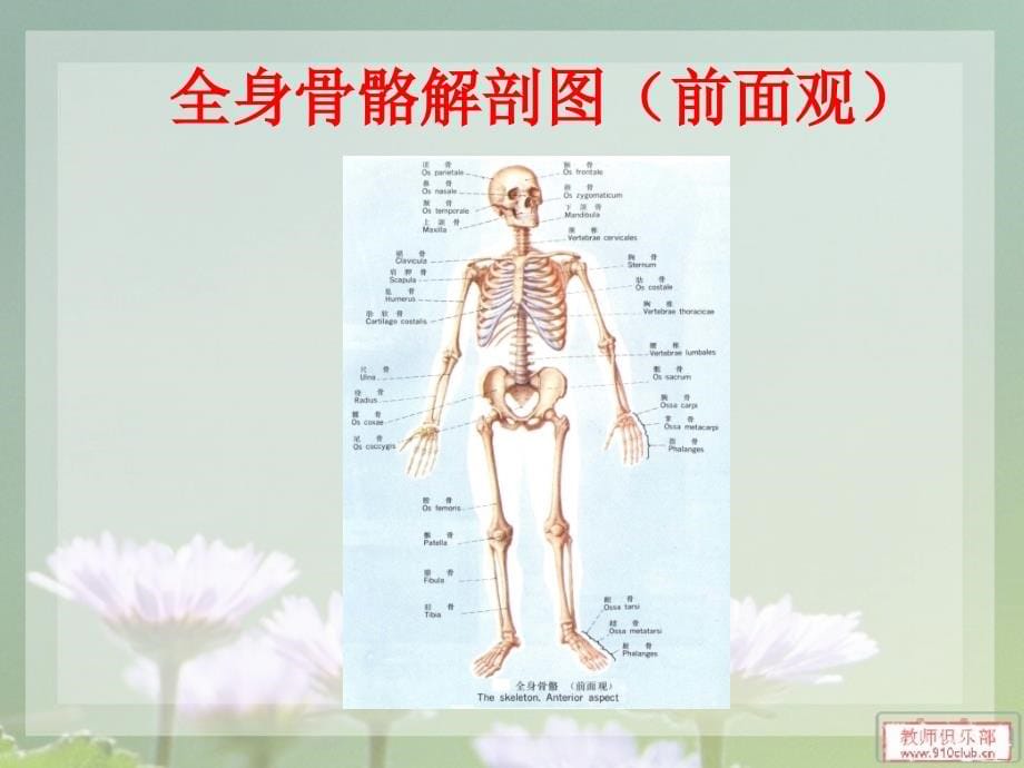 2018全髋关节置换术的护理_第5页