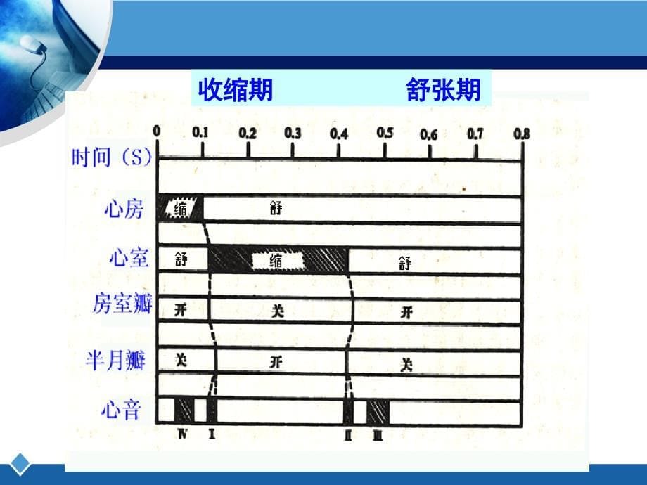 解剖生理学第四章-课件_第5页