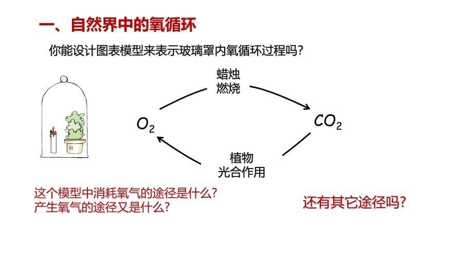 浙教版科学八年级下册-3.7-自然界中的氧循环和碳循环-课件（22张PPT）_第5页