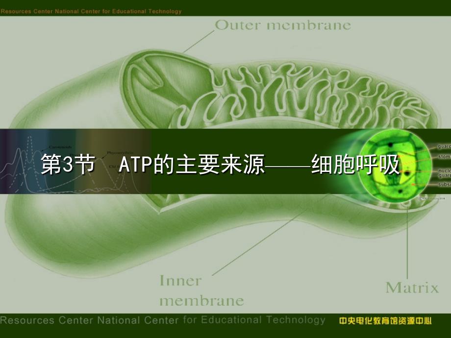 ATP的主要来源――细胞呼吸_第1页