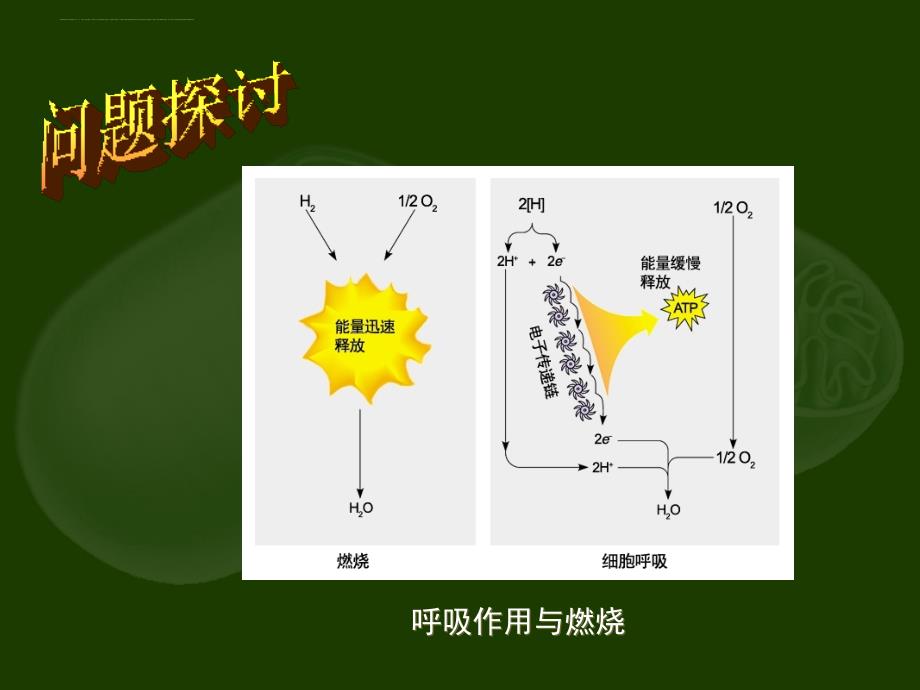 ATP的主要来源――细胞呼吸_第3页