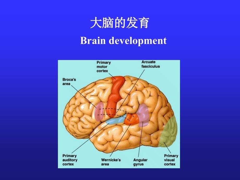 儿科学-儿童神经心理行为发育3_第5页