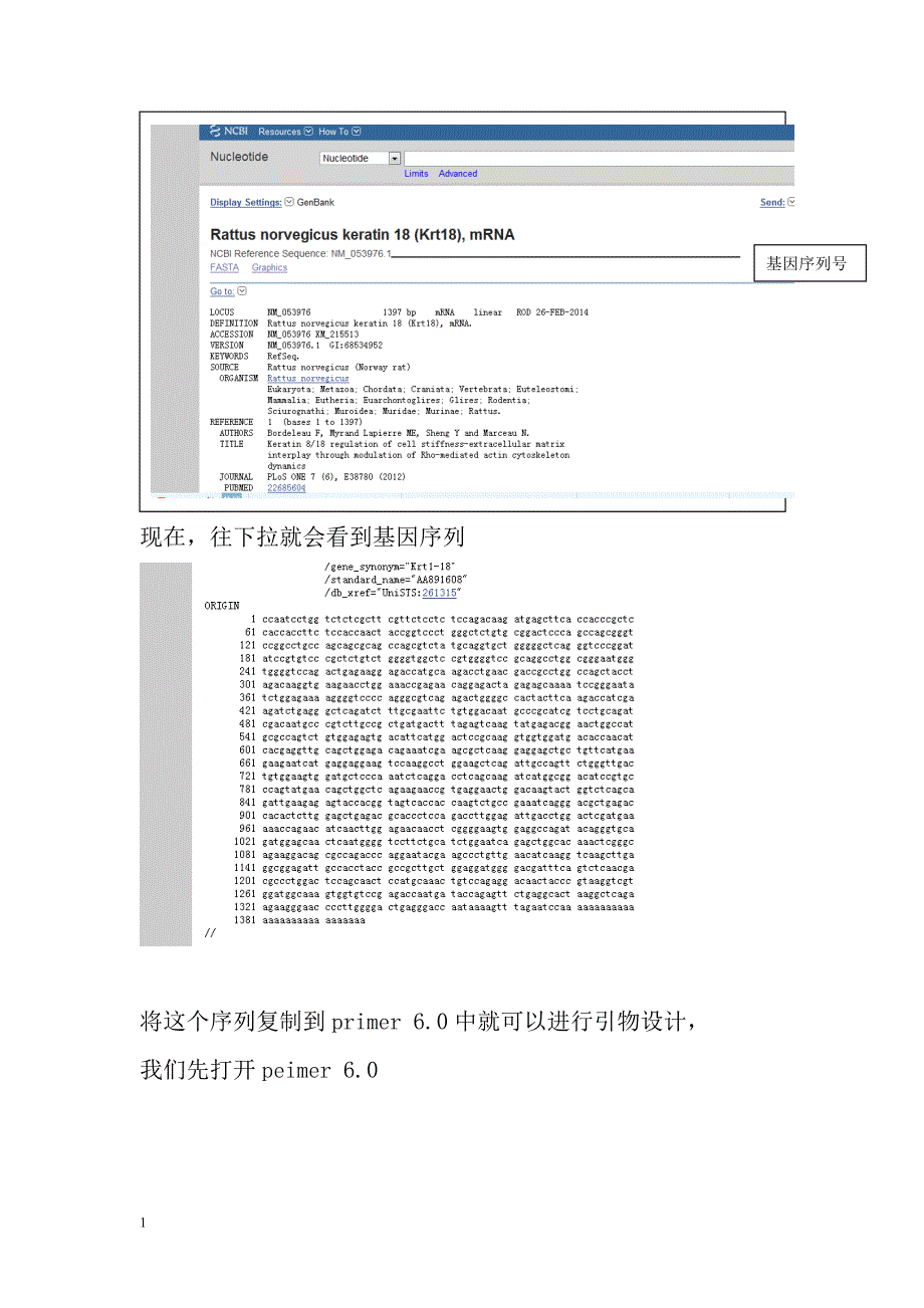 primer-6.0-引物设计教程资料讲解_第2页